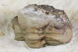 Enrolled Kainops Trilobite Filled With Quartz Crystals - Oklahoma #142087-4